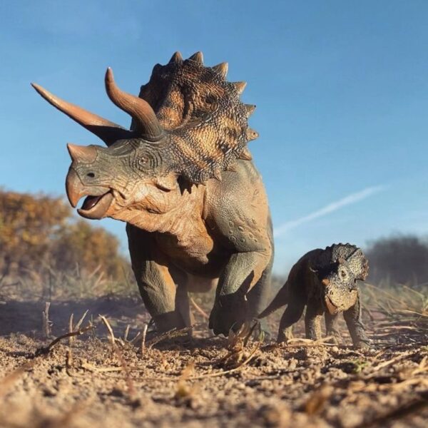 Triceratops Baby – Bild 2